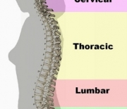 Back Pain: Fact or Fallacy?